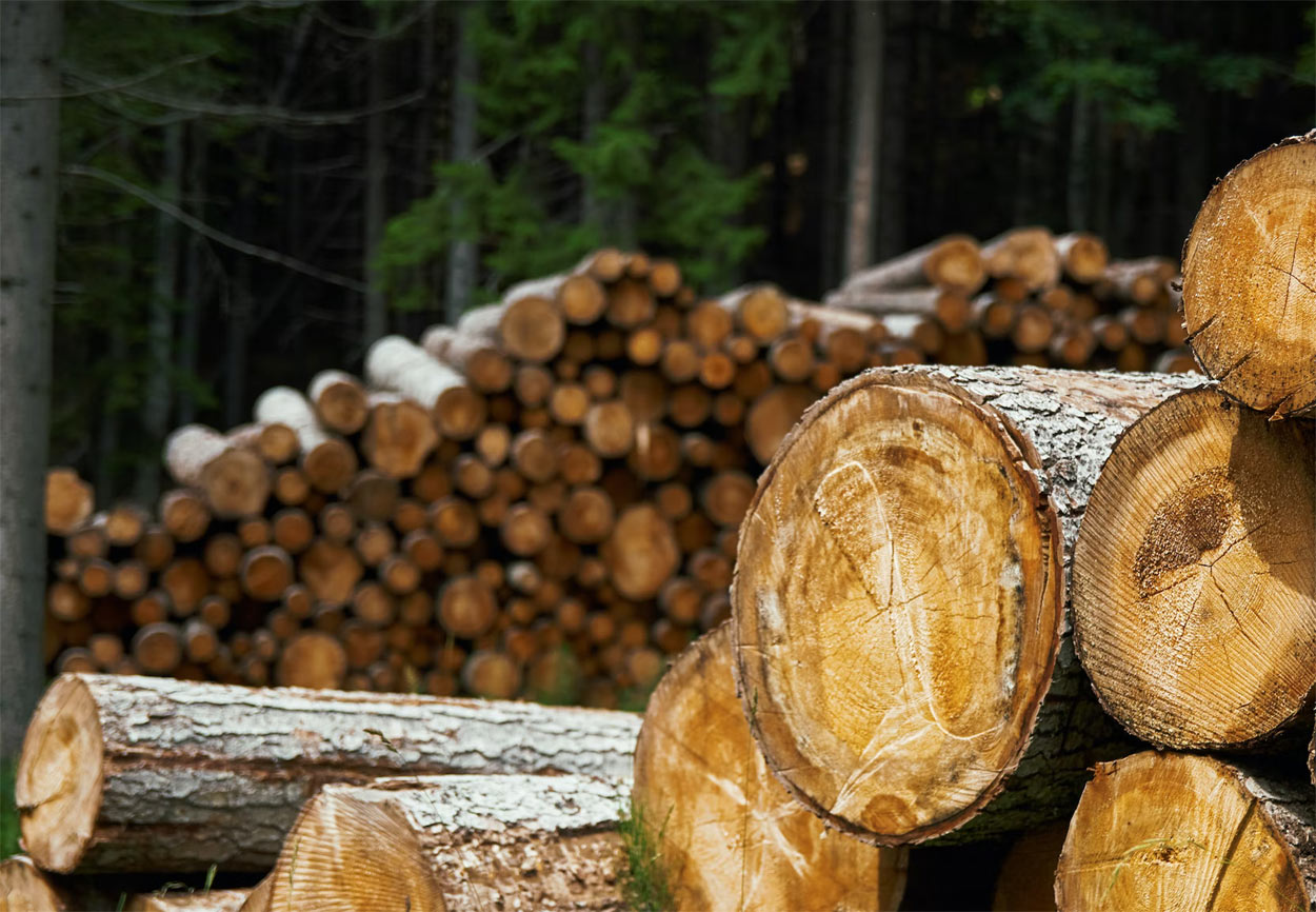 US Lumber Prices Have Fallen to Near Pre-Pandemic Levels